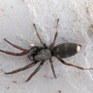 Lampona sp. (genus) at Kambah, ACT - suppressed