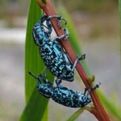 Chrysolopus spectabilis (Botany Bay Weevil) at Vincentia, NSW - 15 Jan 2023 by RobG1