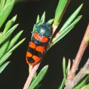 Castiarina crenata at Wee Jasper, NSW - 17 Jan 2023 05:40 PM