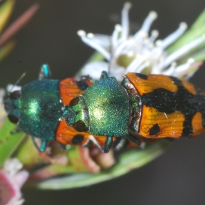 Castiarina scalaris (Scalaris jewel beetle) at Wee Jasper, NSW - 17 Jan 2023 by Harrisi