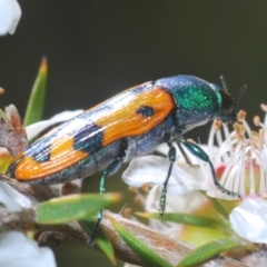 Castiarina scalaris at Wee Jasper, NSW - 17 Jan 2023