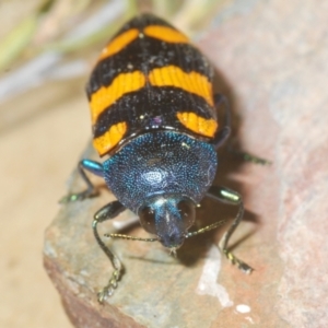 Castiarina klugii at Wee Jasper, NSW - 18 Jan 2023