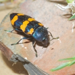 Castiarina klugii at Wee Jasper, NSW - 18 Jan 2023