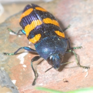 Castiarina klugii at Wee Jasper, NSW - 18 Jan 2023