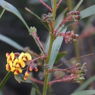 Daviesia corymbosa at Alpine, NSW - 6 Sep 2022 by JanHartog