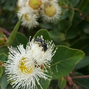 Leioproctus (Leioproctus) carinatus at Acton, ACT - 16 Jan 2023