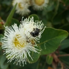 Leioproctus (Leioproctus) carinatus at Acton, ACT - 16 Jan 2023