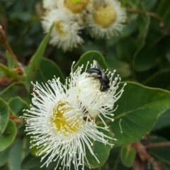 Leioproctus (Leioproctus) carinatus at Acton, ACT - 16 Jan 2023