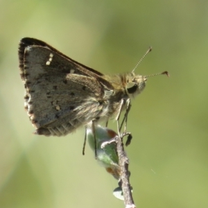 Pasma tasmanica at Paddys River, ACT - 17 Jan 2023