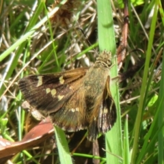 Pasma tasmanica at Paddys River, ACT - 17 Jan 2023