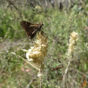 Pasma tasmanica at Paddys River, ACT - 17 Jan 2023