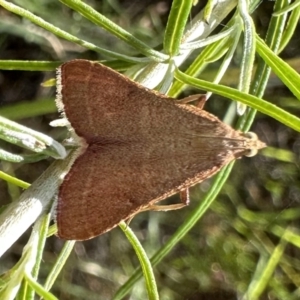 Endotricha ignealis at Hackett, ACT - 16 Jan 2023