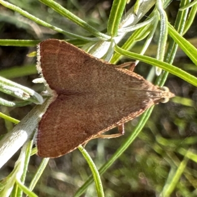 Endotricha ignealis (A Pyralid moth (Endotrichinae)) at Hackett, ACT - 16 Jan 2023 by Pirom