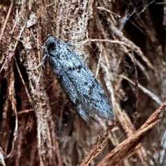 Palimmeces (genus) (a Philobota Group moth) at Corroboree Park - 15 Jan 2023 by Pirom