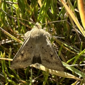 Helicoverpa punctigera at Jagungal Wilderness, NSW - 11 Jan 2023