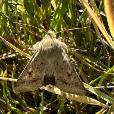 Helicoverpa punctigera (Native Budworm) at Jagungal Wilderness, NSW - 11 Jan 2023 by Pirom