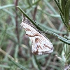 Heliocosma melanotypa (A tortrix or leafroller moth) at Kosciuszko National Park - 9 Jan 2023 by Pirom