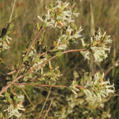 Brachyloma daphnoides (Daphne Heath) at Melrose - 15 Oct 2022 by michaelb