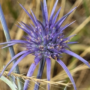 Eryngium ovinum at Harrison, ACT - 18 Jan 2023