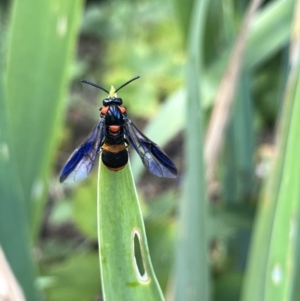 Pterygophorus cinctus at Gordon, ACT - 7 Jan 2023