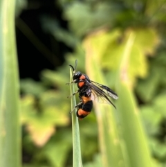 Pterygophorus cinctus at Gordon, ACT - 7 Jan 2023