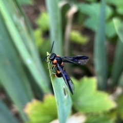 Pterygophorus cinctus at Gordon, ACT - 7 Jan 2023