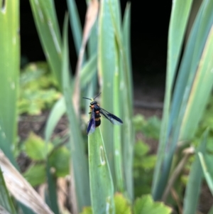 Pterygophorus cinctus at Gordon, ACT - 7 Jan 2023