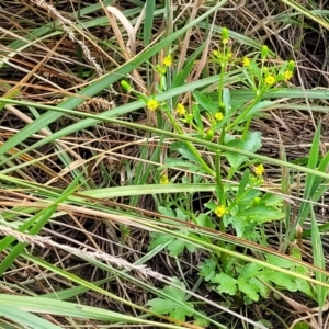 Ranunculus sceleratus subsp. sceleratus at Harrison, ACT - 18 Jan 2023