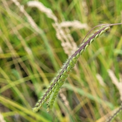 Paspalum dilatatum (Paspalum) at Budjan Galindji (Franklin Grassland) Reserve - 17 Jan 2023 by trevorpreston