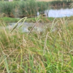 Paspalum dilatatum at Harrison, ACT - 18 Jan 2023 09:42 AM