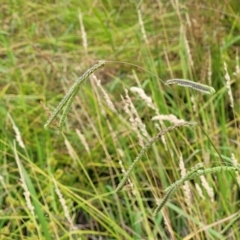 Paspalum dilatatum at Harrison, ACT - 18 Jan 2023 09:42 AM