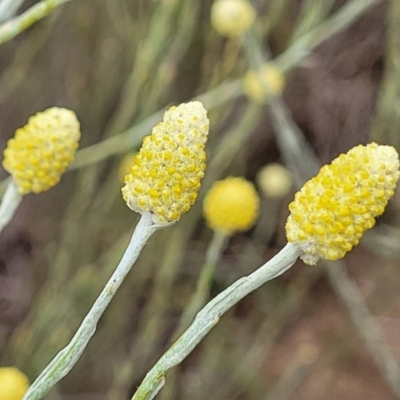 Calocephalus citreus (Lemon Beauty Heads) at Budjan Galindji (Franklin Grassland) Reserve - 17 Jan 2023 by trevorpreston