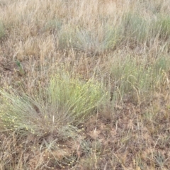 Calocephalus citreus at Harrison, ACT - 18 Jan 2023