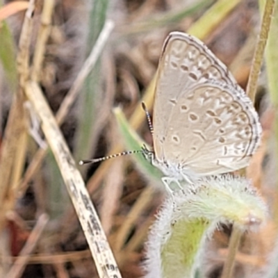 Zizina otis (Common Grass-Blue) at Budjan Galindji (Franklin Grassland) Reserve - 17 Jan 2023 by trevorpreston