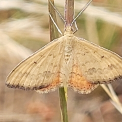 Scopula rubraria (Reddish Wave, Plantain Moth) at Budjan Galindji (Franklin Grassland) Reserve - 17 Jan 2023 by trevorpreston
