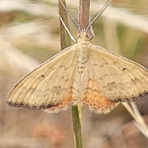 Scopula rubraria at Harrison, ACT - 18 Jan 2023 09:37 AM