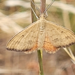 Scopula rubraria at Harrison, ACT - 18 Jan 2023 09:37 AM