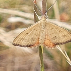 Scopula rubraria at Harrison, ACT - 18 Jan 2023 09:37 AM