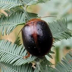 Dicranosterna immaculata (Acacia leaf beetle) at Budjan Galindji (Franklin Grassland) Reserve - 17 Jan 2023 by trevorpreston