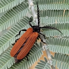 Porrostoma rhipidium at Franklin, ACT - 18 Jan 2023