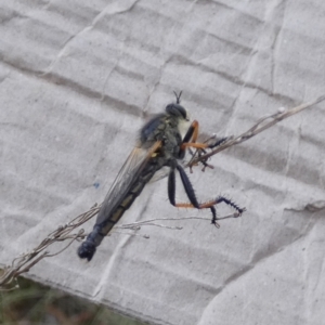 Neoscleropogon sp. (genus) at Queanbeyan West, NSW - 16 Jan 2023 07:52 AM