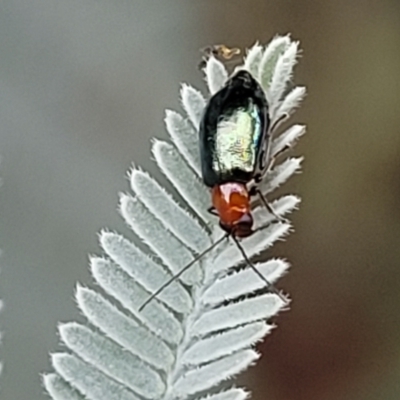 Adoxia benallae (Leaf beetle) at Budjan Galindji (Franklin Grassland) Reserve - 17 Jan 2023 by trevorpreston