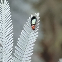 Adoxia benallae at Franklin, ACT - 18 Jan 2023 09:26 AM