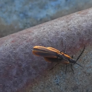 Trichalus sp. (genus) at Borough, NSW - 16 Jan 2023