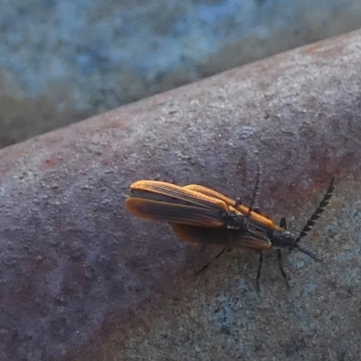 Trichalus sp. (genus) (Net-winged beetle) at Boro - 16 Jan 2023 by Paul4K