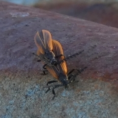 Trichalus sp. (genus) at Borough, NSW - suppressed