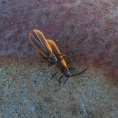Trichalus sp. (genus) at Borough, NSW - suppressed