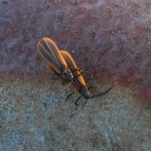 Trichalus sp. (genus) at Borough, NSW - 16 Jan 2023