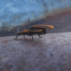 Trichalus sp. (genus) at Borough, NSW - 16 Jan 2023