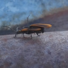 Trichalus sp. (genus) at Borough, NSW - suppressed